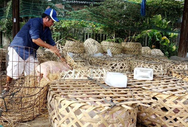 Giữa mùa khan hiếm, đắt đỏ, tìm về chợ heo giống độc nhất Việt Nam - Ảnh 7. Giữa mùa khan hiếm, đắt đỏ, tìm về chợ heo giống độc nhất Việt Nam - Ảnh 7.