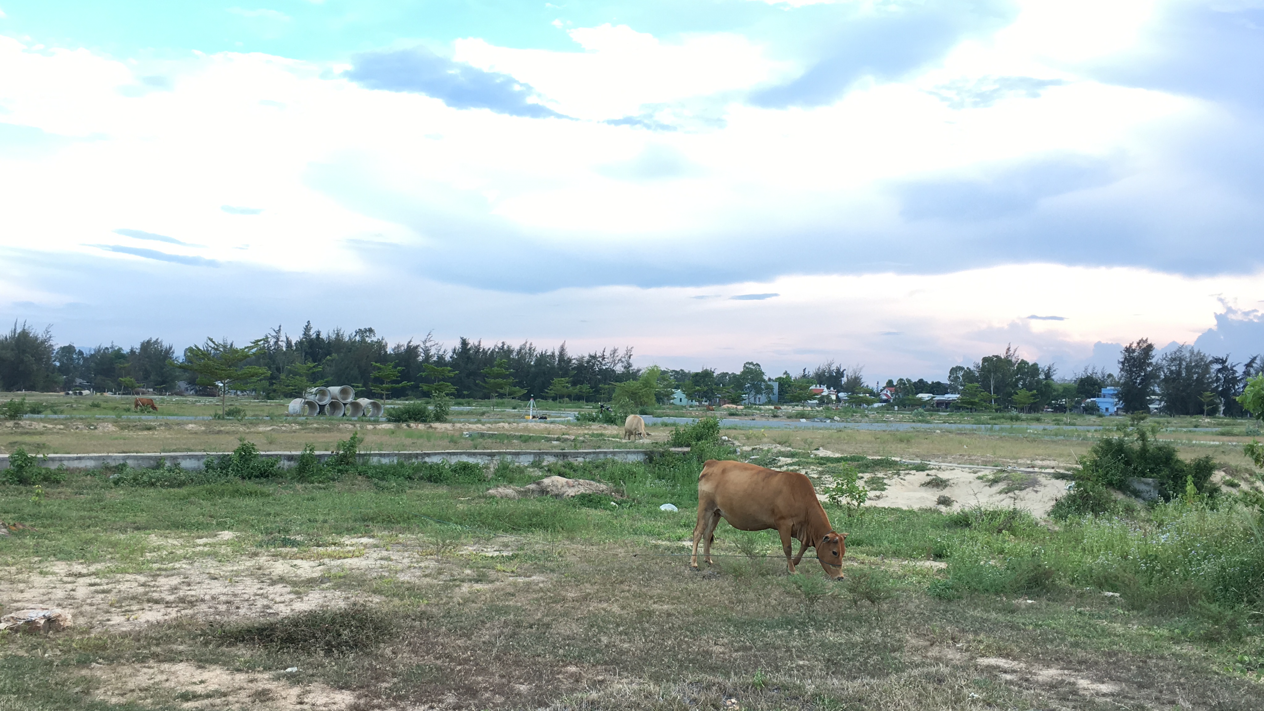 Quảng Nam: Dự án Khu đô thị 7B mở rộng hạ tầng dang dở, đang là nơi chăn thả bò - Ảnh 10. Quảng Nam: Dự án Khu đô thị 7B mở rộng hạ tầng dang dở, đang là nơi chăn thả bò - Ảnh 10.