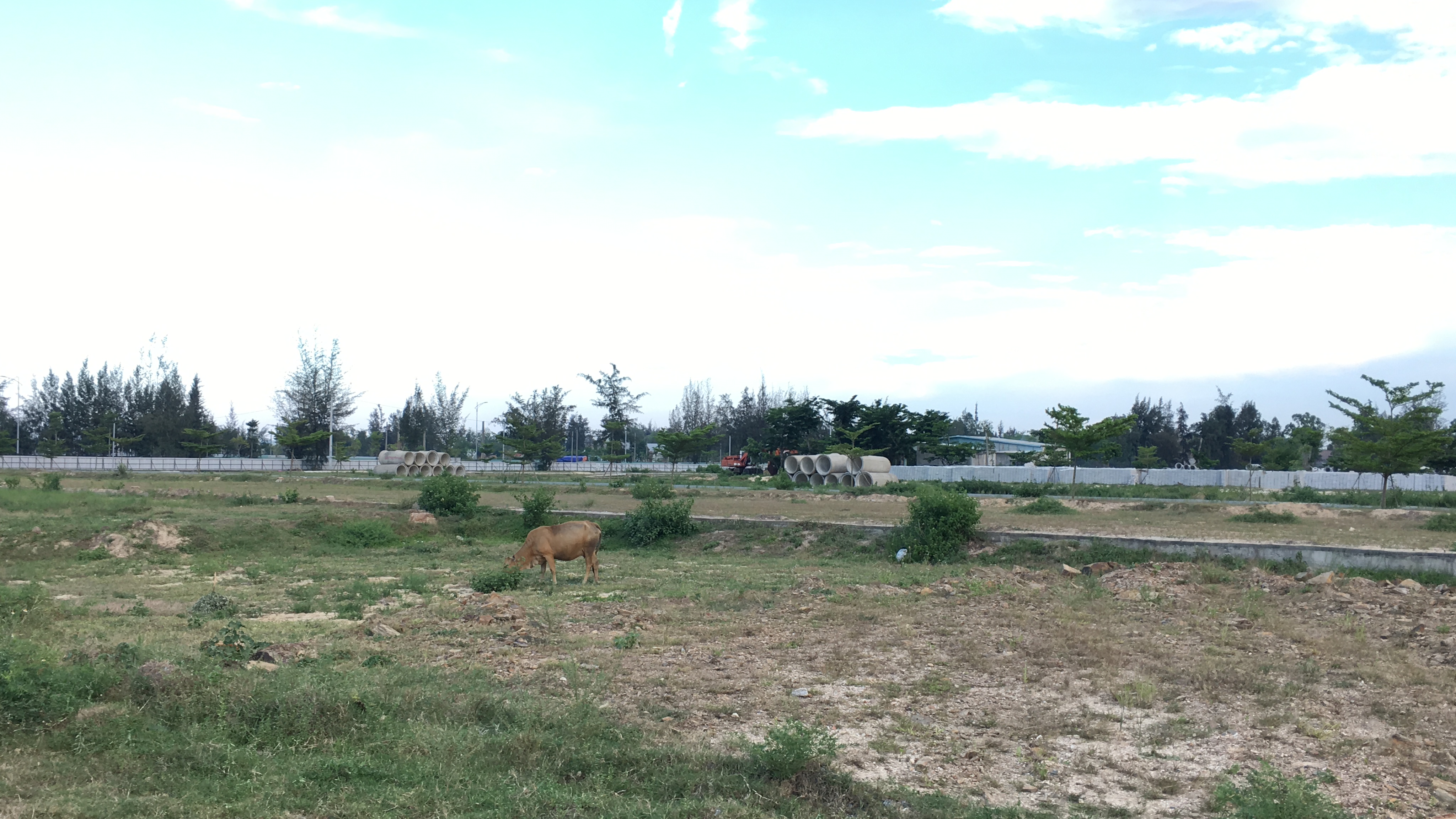 Quảng Nam: Dự án Khu đô thị 7B mở rộng hạ tầng dang dở, đang là nơi chăn thả bò - Ảnh 11. Quảng Nam: Dự án Khu đô thị 7B mở rộng hạ tầng dang dở, đang là nơi chăn thả bò - Ảnh 11.