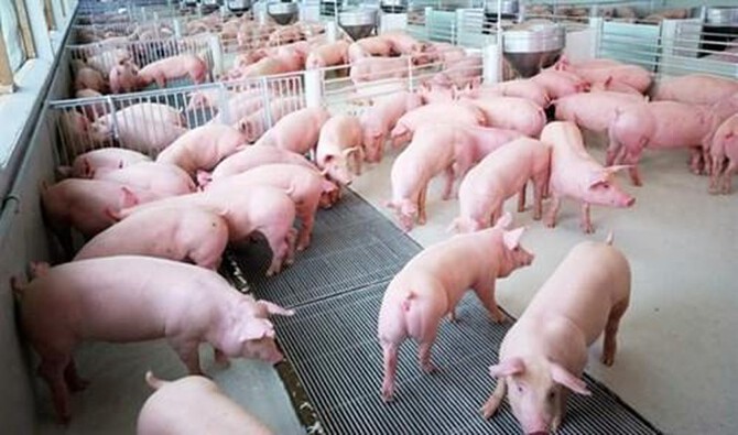 Cập nhật dự báo giá lợn hơi trong thời gian tới