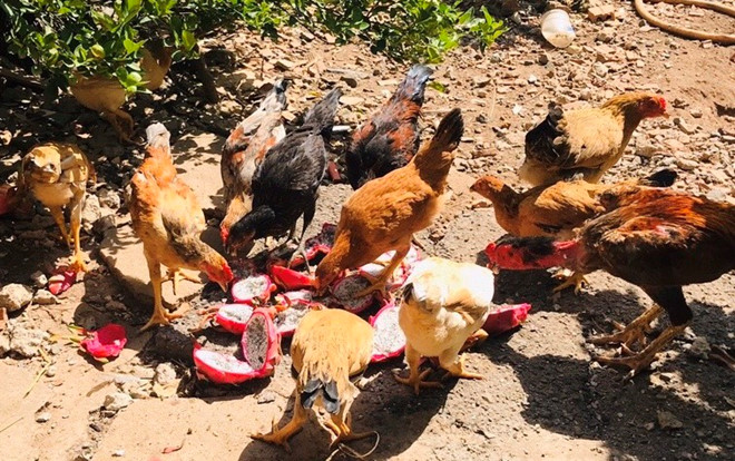 Hơn 3.000 đồng/kg thanh long, dân tranh thủ mua về cho gà ăn - Ảnh 3. Hơn 3.000 đồng/kg thanh long, dân tranh thủ mua về cho gà ăn - Ảnh 3.