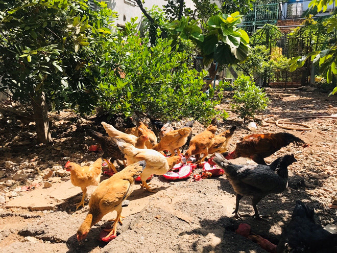 Hơn 3.000 đồng/kg thanh long, dân tranh thủ mua về cho gà ăn - Ảnh 2. Hơn 3.000 đồng/kg thanh long, dân tranh thủ mua về cho gà ăn - Ảnh 2.