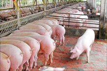 Giá heo hơi hôm nay 9/6: Giảm sâu, có nơi về giá 87.000 đồng/kg