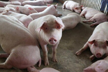 Giá heo hơi hôm nay 10/6: Lao dốc không phanh, dự báo về mốc 80.000 đồng/kg