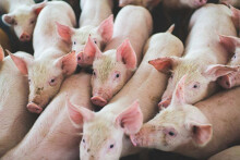 Giá heo hơi hôm nay 21/7: Miền Nam xuống giá, thấp nhất 85.000 đồng/kg