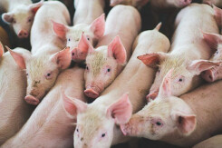Giá heo hơi hôm nay 21/7: Miền Nam xuống giá, thấp nhất 85.000 đồng/kg