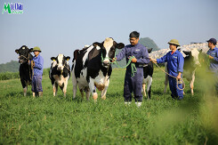 LNST Mộc Châu Milk tăng 41% sau nửa năm, mạnh tay chi tới 228 tỉ tiền quảng cáo