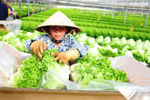 Kim ngạch xuất khẩu nhiều mặt hàng nông sản giảm trong 7 tháng đầu năm