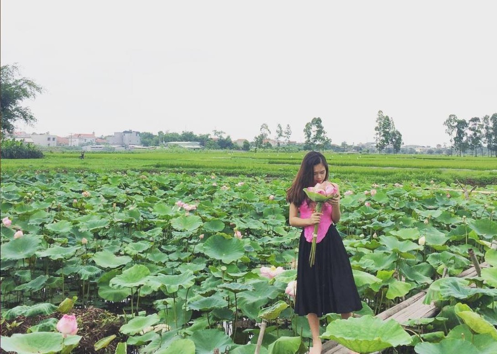Đi ngay thôi, sen ở Hồ Quan Sơn đang nở rộ! - Ảnh 3.