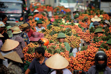 75 tấn vải thiều đã được bán qua ví MoMo