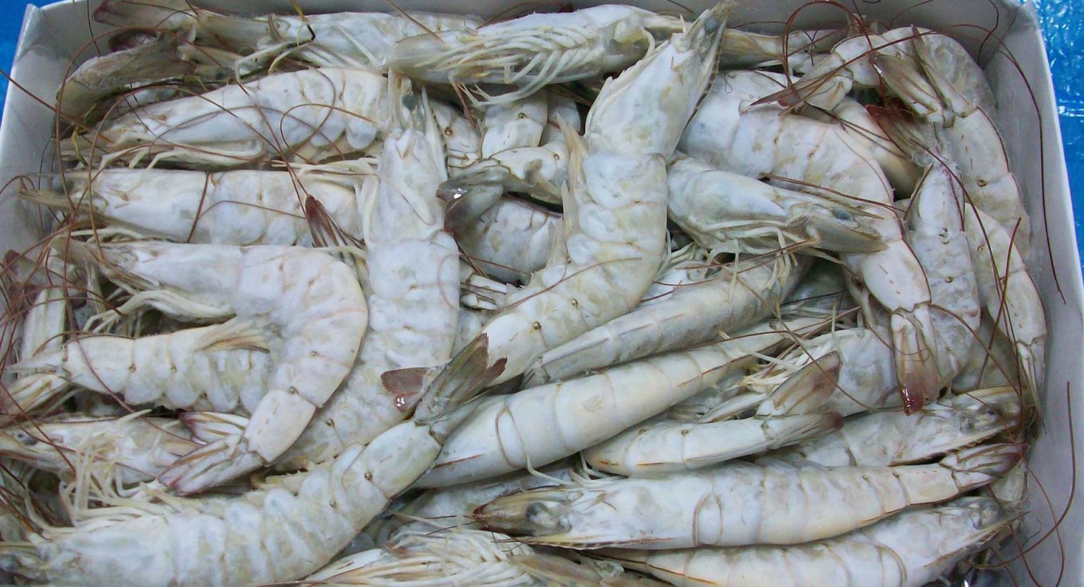Gặp khó ở Trung Quốc, ngành tôm Ecuador chuyển hướng sang thị trường Mỹ - Ảnh 1. Gặp khó ở Trung Quốc, ngành tôm Ecuador chuyển hướng sang thị trường Mỹ - Ảnh 1.
