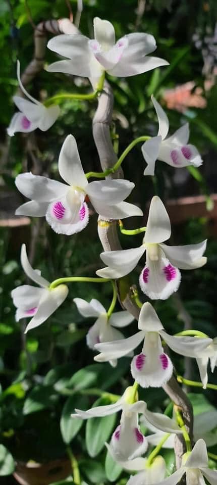 Xôn xao chậu lan 83 tỉ đồng, người trầm trồ ngưỡng mộ, người nghi ngờ chỉ là giá ảo - Ảnh 5. Xôn xao chậu lan 83 tỉ đồng, người trầm trồ ngưỡng mộ, người nghi ngờ chỉ là giá ảo - Ảnh 5.