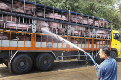 Việt Nam vừa nhập thêm 1.000 con heo sống từ Thái Lan, sắp đưa ra thị trường tiêu thụ