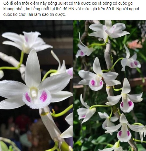 Xôn xao chậu lan 83 tỉ đồng, người trầm trồ ngưỡng mộ, người nghi ngờ chỉ là giá ảo - Ảnh 1. Xôn xao chậu lan 83 tỉ đồng, người trầm trồ ngưỡng mộ, người nghi ngờ chỉ là giá ảo - Ảnh 1.