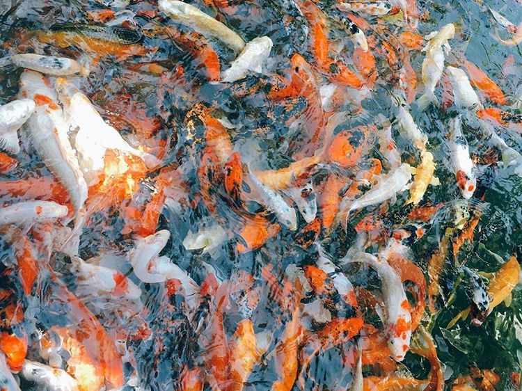 Kinh nghiệm đi khu du lịch Suối Mơ, Đồng Nai cho cả gia đình - Ảnh 8. Kinh nghiệm đi khu du lịch Suối Mơ, Đồng Nai cho cả gia đình - Ảnh 8.
