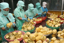 Việt Nam xuất khẩu hơn 22,3 tỉ USD giá trị nông, lâm, thủy sản trong 7 tháng