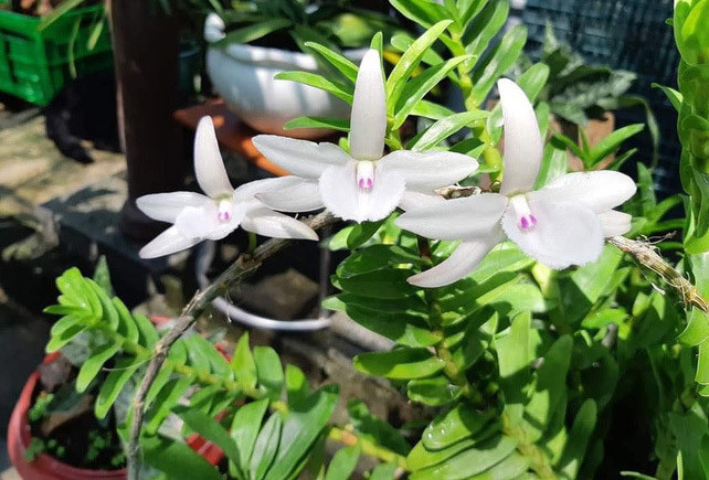 Cảnh báo các nhóm làm giàn trồng lan, tổ chức các sự kiện mua bán lan đột biến để lừa hàng tỉ đồng - Ảnh 1. Cảnh báo các nhóm làm giàn trồng lan, tổ chức các sự kiện mua bán lan đột biến để lừa hàng tỉ đồng - Ảnh 1.