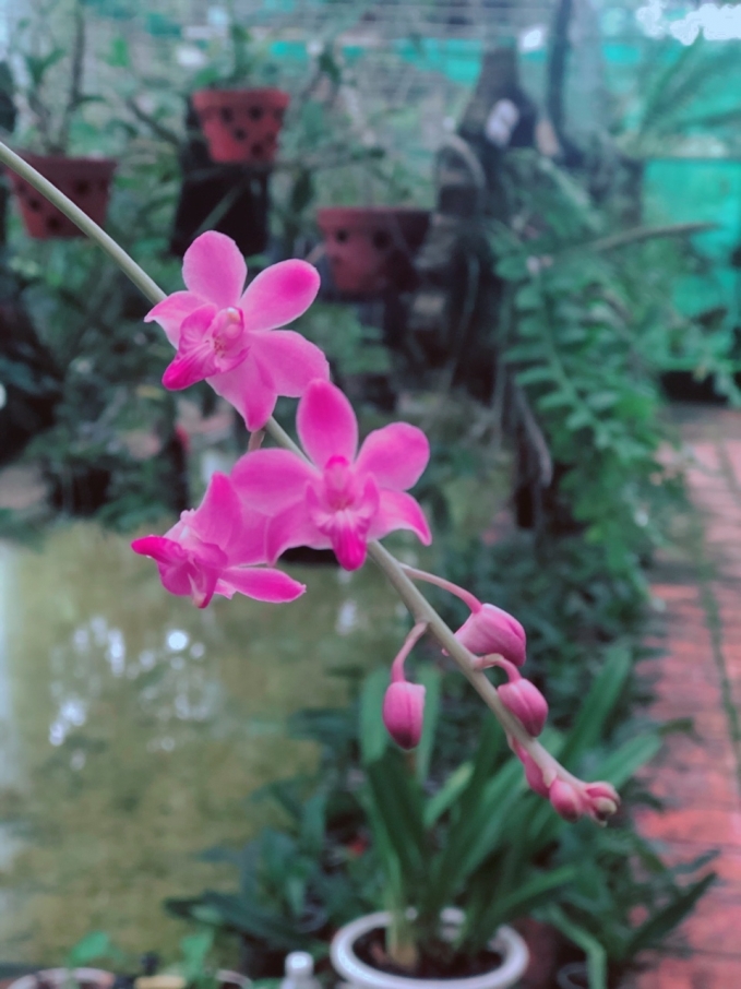 3 điều không nên bỏ lỡ khi ghé thăm Vườn quốc gia Chư Mom Ray tỉnh Kon Tum - Ảnh 9.