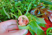 Gỏi lá KonTum có gì ngon mà khiến bao lữ khách đi về nhớ mãi?