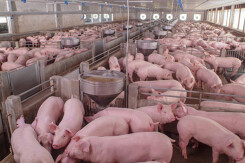 Giá heo hơi hôm nay 22/8: Miền Bắc điều chỉnh, heo hơi thu mua quanh ngưỡng 83.000 đồng/kg