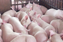 Bộ NN&PTNT: Giá heo hơi cuối quí III có thể giảm 2.000 - 3.000 đồng/kg