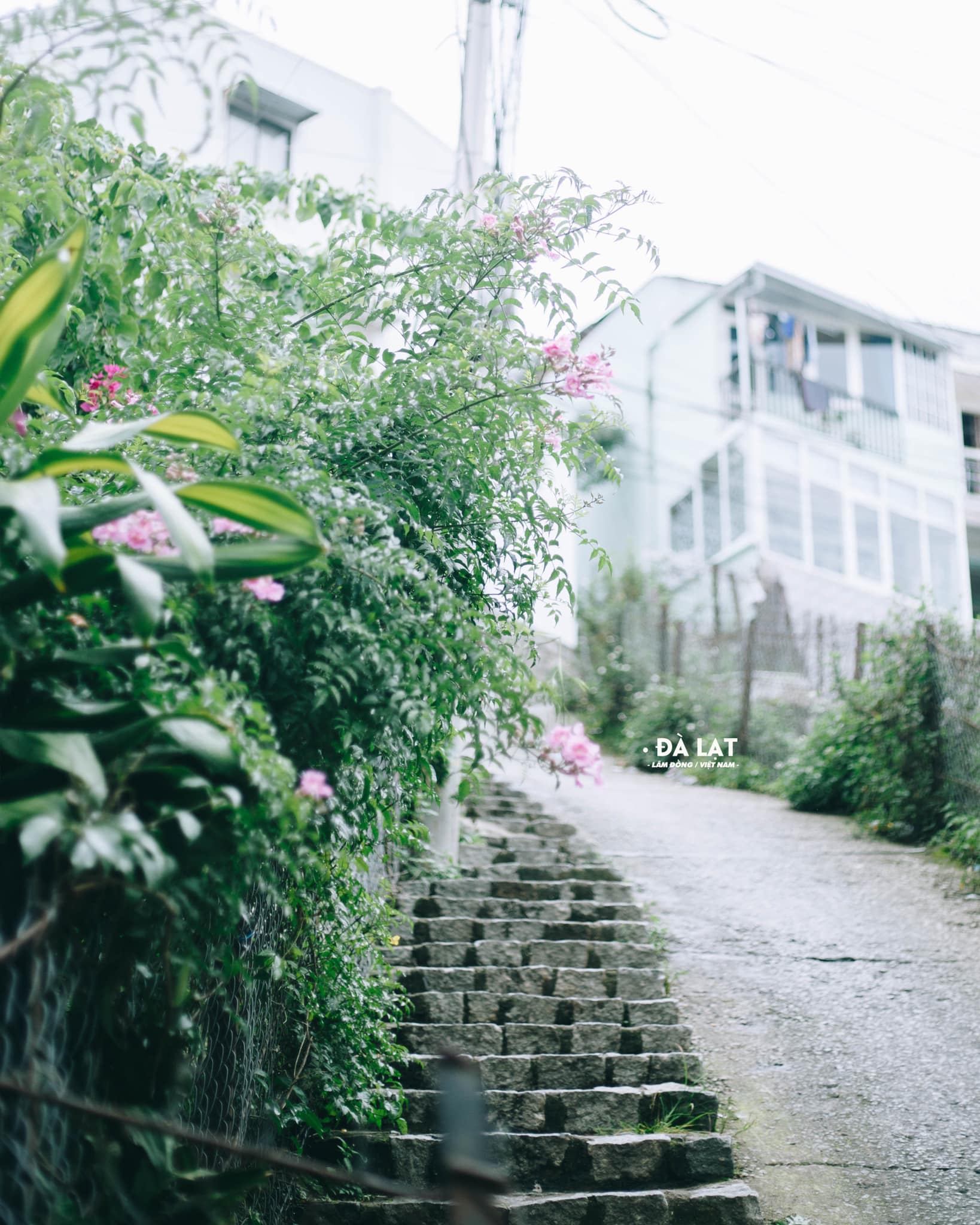 Khám phá lịch sử Đà Lạt - tìm về miền đất ngập tràn sắc hoa nơi phố núi - Ảnh 10. Khám phá lịch sử Đà Lạt - tìm về miền đất ngập tràn sắc hoa nơi phố núi - Ảnh 10.