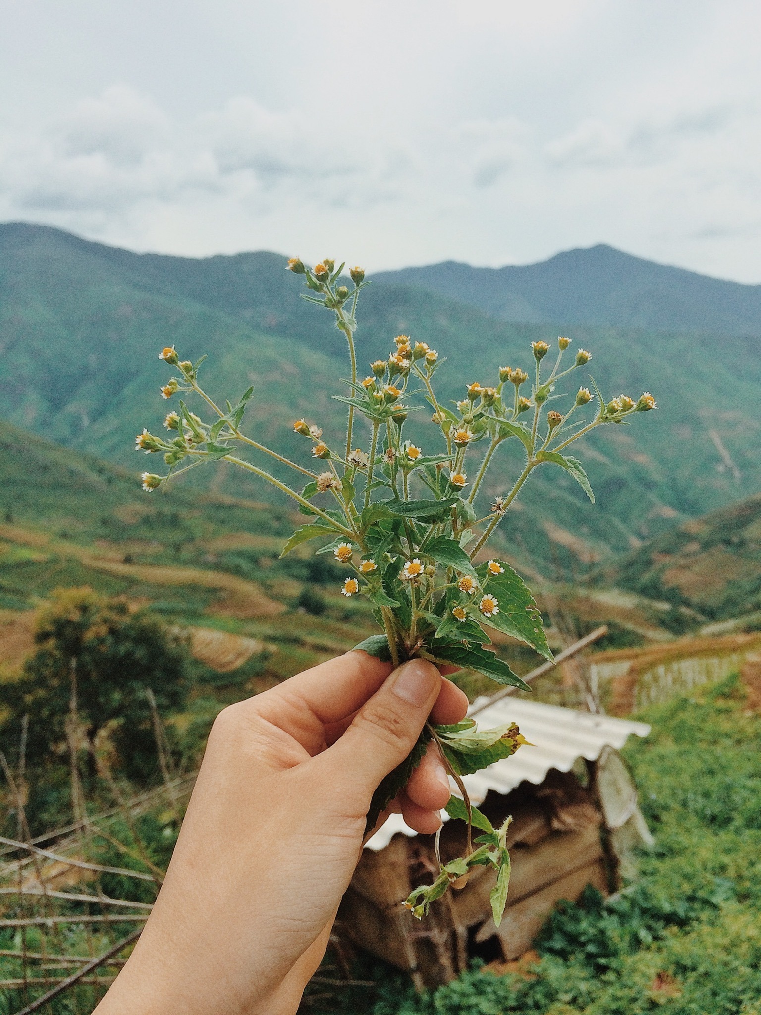 Tà Xùa ở đâu? Khám phá địa điểm ‘săn mây’ nổi tiếng miền cao Tây Bắc - Ảnh 7. Tà Xùa ở đâu? Khám phá địa điểm ‘săn mây’ nổi tiếng miền cao Tây Bắc - Ảnh 7.