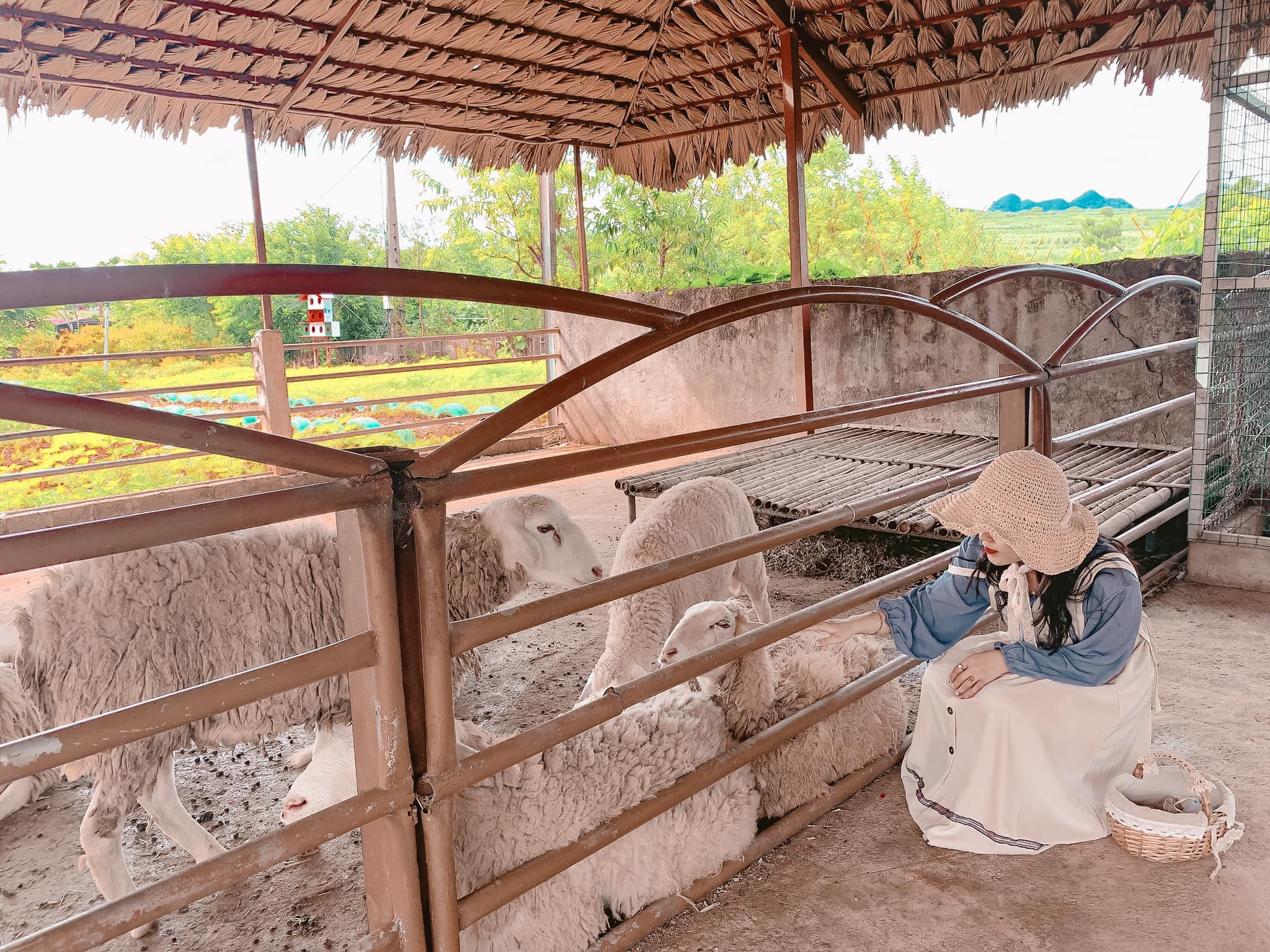 Từ Hà Nội đi Mộc Châu bao nhiêu km? Vi vu cảnh đẹp cuốn hút nơi cao nguyên xanh mát đồi chè - Ảnh 8.