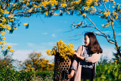 Chiêm ngưỡng núi Hàm Rồng Gia Lai - 'Nóc nhà' của thành phố Pleiku