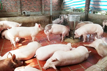 Giá heo hơi hôm nay 18/9: Tăng nhẹ ở một số địa phương, thấp nhất toàn quốc là 79.000 đồng/kg