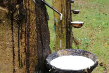 Giá cao su thế giới giảm nhẹ trong đầu tháng 9