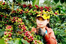 Nửa đầu năm 2020, xuất khẩu cà phê của Lào tăng 100%
