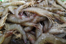 Xuất khẩu tôm của Việt Nam sang EU tăng mạnh trở lại nhờ EVFTA