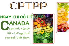 CPTPP: Cam kết thuế quan của Canada đối với rau quả Việt Nam
