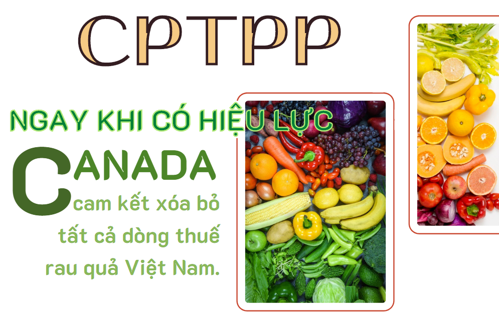 CPTPP: Cam kết thuế quan của Canada đối với rau quả Việt Nam - Ảnh 1.