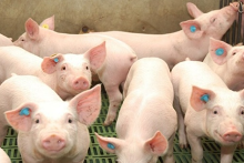 Giá heo hơi hôm nay 24/9: Điều chỉnh trái chiều, miền Nam giảm đến 3.000 đồng/kg