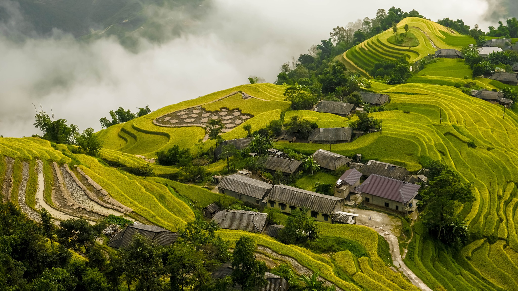Đường lên Bản Phùng, Hoàng Su Phì mùa lúa chín  - Ảnh 1.