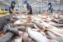 Xuất khẩu cá tra kì vọng cú hích từ EVFTA để giúp về đích 2,2 tỉ USD