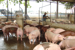 Dự báo giá heo hơi ngày 25/9: Tiếp tục xuất hiện ổ dịch mới, giá heo hơi khó giảm sâu?