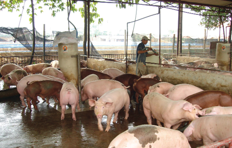 Dự báo giá heo hơi ngày 25/9: Tiếp tục xuất hiện ổ dịch mới, giá heo hơi khó giảm sâu? - Ảnh 1. Dự báo giá heo hơi ngày 25/9: Tiếp tục xuất hiện ổ dịch mới, giá heo hơi khó giảm sâu? - Ảnh 1.
