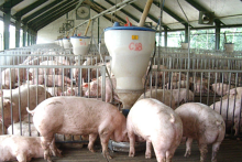 Giá heo hơi hôm nay 28/9: Miền Nam chững lại, giao dịch quanh ngưỡng 80.000 đồng/kg