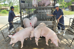 Dự báo giá heo hơi ngày 29/9: Đầu tư nâng cấp chuồng trại, giá heo hơi sẽ giảm?