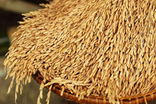 USDA: Vì nguồn cung xuất khẩu thấp, thương mại gạo toàn cầu giảm trong 2020
