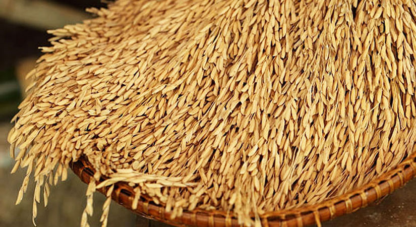 USDA: Thương mại gạo toàn cầu giảm trong 2020 vì nguồn cung xuất khẩu thấp - Ảnh 3.