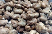 Nhu cầu điều thô tăng cao