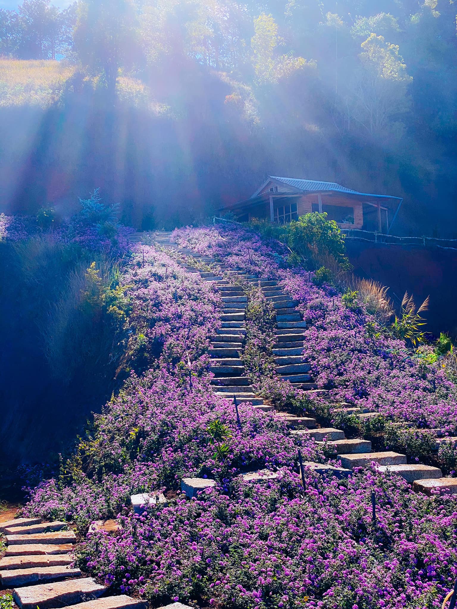 Check-in Vườn hoa lavender Túi Thương Nhớ, điểm đến ‘mới toanh’ tại Đà Lạt - Ảnh 2. Check-in Vườn hoa lavender Túi Thương Nhớ, điểm đến ‘mới toanh’ tại Đà Lạt - Ảnh 2.