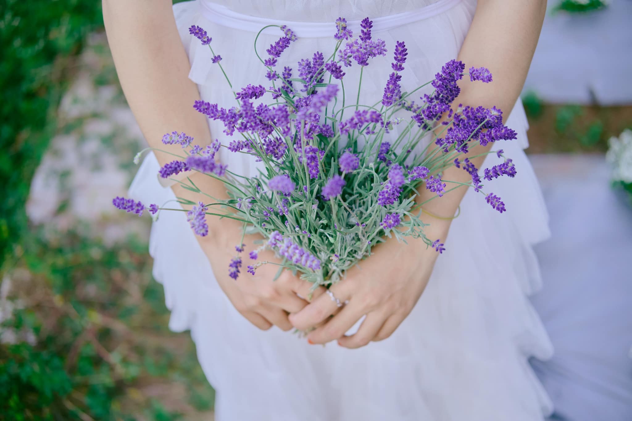 Check-in Vườn hoa lavender Túi Thương Nhớ, điểm đến ‘mới toanh’ tại Đà Lạt - Ảnh 3. Check-in Vườn hoa lavender Túi Thương Nhớ, điểm đến ‘mới toanh’ tại Đà Lạt - Ảnh 3.