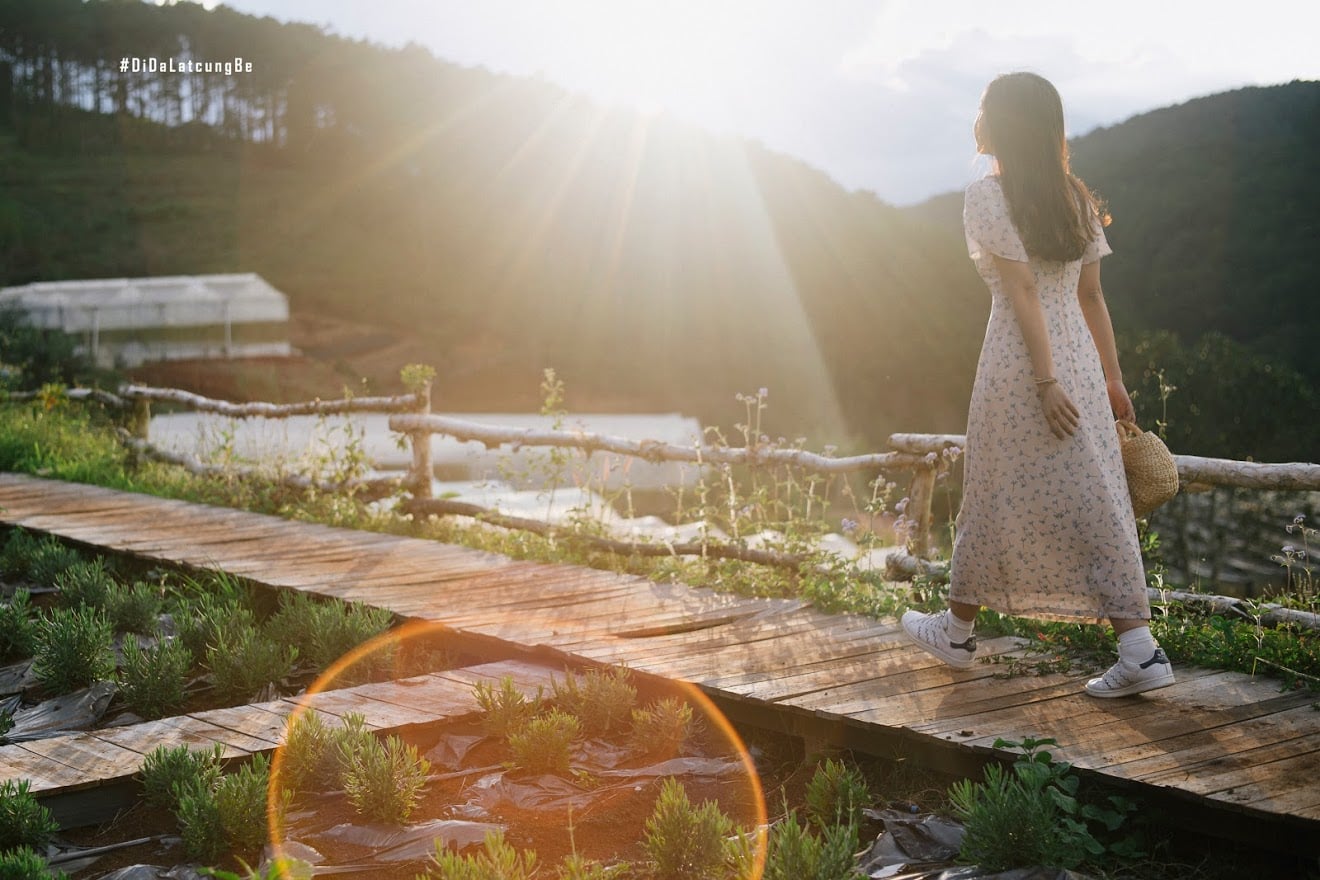 Check-in Vườn hoa lavender Túi Thương Nhớ, điểm đến ‘mới toanh’ tại Đà Lạt - Ảnh 9. Check-in Vườn hoa lavender Túi Thương Nhớ, điểm đến ‘mới toanh’ tại Đà Lạt - Ảnh 9.