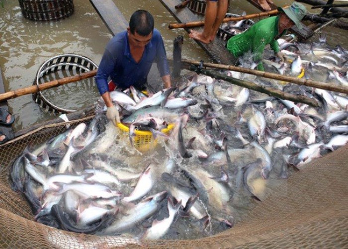 Ngành thủy sản năm 2020 bị đảo lộn trước dịch COVID-19 - Ảnh 1. Ngành thủy sản năm 2020 bị đảo lộn trước dịch COVID-19 - Ảnh 1.