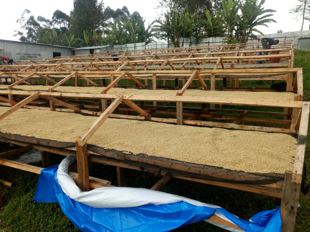 Nhìn lại năm 2020 - Một năm đầy thách thức với thị trường cà phê thế giới - Ảnh 3. Nhìn lại năm 2020 - Một năm đầy thách thức với thị trường cà phê thế giới - Ảnh 3.